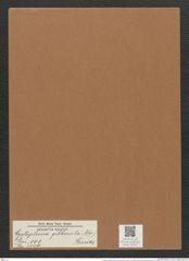 Cystopleura gibberula (Ehr.) Kunze (de-Toni-Nr.: Genus 103, Species 3129) Zeichnungen Sammlung Grunow Mappe 03375 (Herbarium_W_Grunow_drawings_Folder_03375)